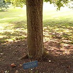 Reputed descendant of Newton's apple tree, at the Botanic Gardens in Cambridge